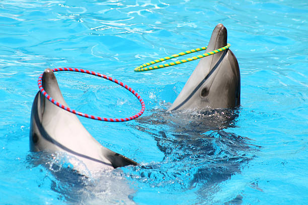 execução de golfinhos - 5470 imagens e fotografias de stock