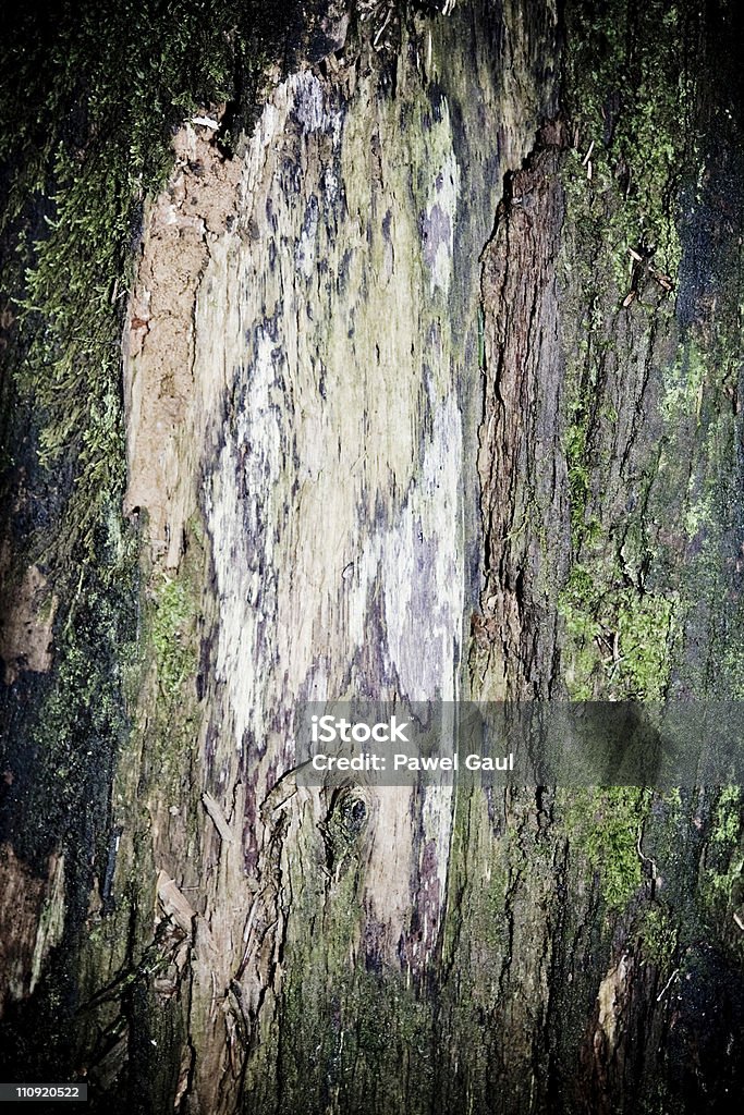 Corteccia d'albero - Foto stock royalty-free di Agricoltura