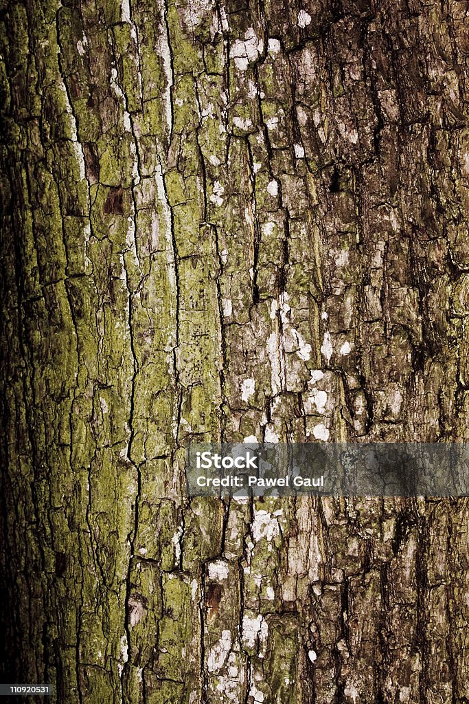 パインツリーの樹皮 - カラー画像のロイヤリティフリーストックフォト