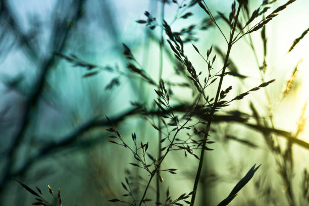 istock Silhouette of wildflowers in meadow during sunset 110921441
