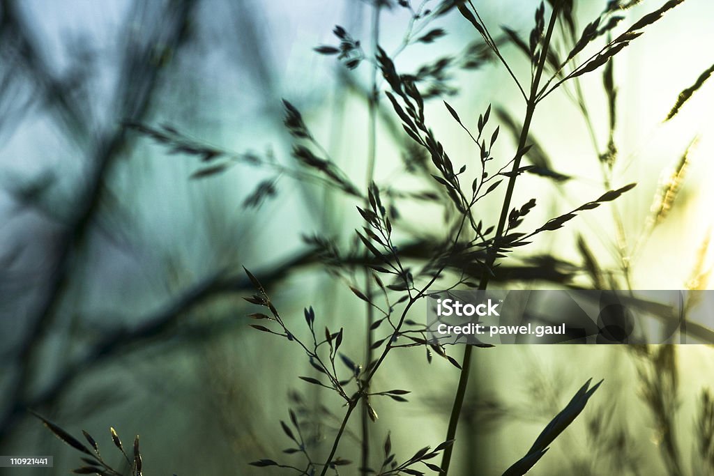 Silhouette of wildflowers in meadow during sunset Silhouette of wildflowers in meadow during sunset
[url=/search/lightbox/4993571][IMG]http://farm4.static.flickr.com/3051/3032065487_f6e753ae37.jpg?v=0[/IMG][/url] Agricultural Field Stock Photo