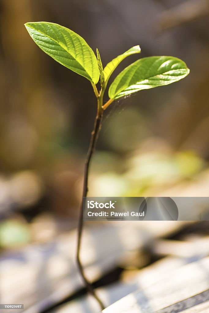 Bud, pequeño árbol - Foto de stock de Brote libre de derechos