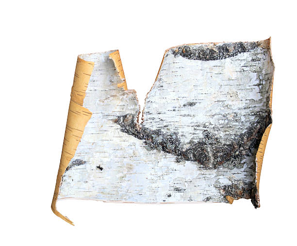 버치 나무껍질 - birch bark 뉴스 사진 이미지