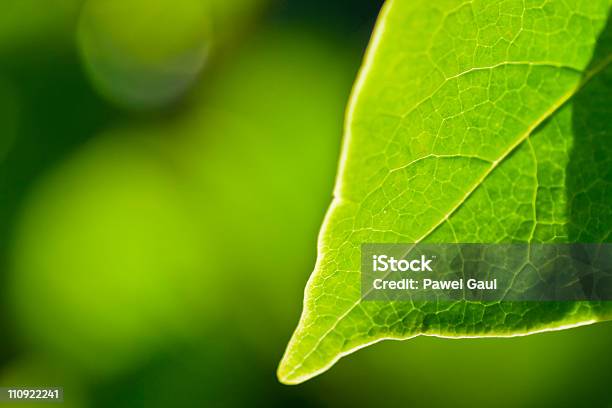 Wiosna Beech Leaf - zdjęcia stockowe i więcej obrazów Bez ludzi - Bez ludzi, Buk - drzewo, Concept Does Not Exist