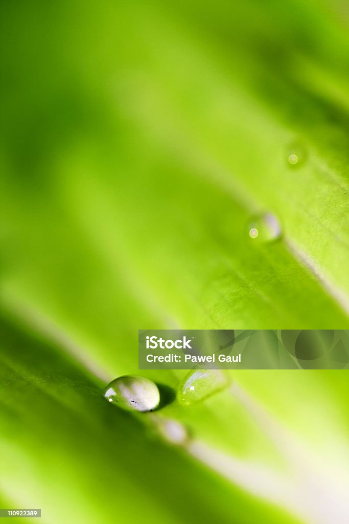 Close-up de manhã Orvalho na folha verde - Royalty-free Abstrato Foto de stock