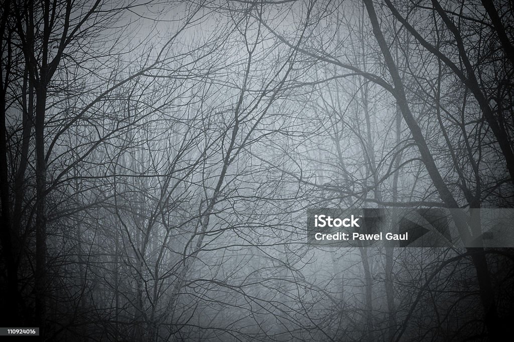 Las z mgłą - Zbiór zdjęć royalty-free (Bez ludzi)