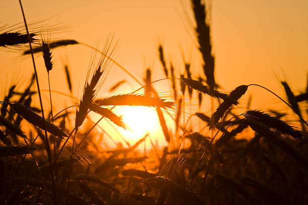 istock Silhouette of Wheat at the sunset 110926999