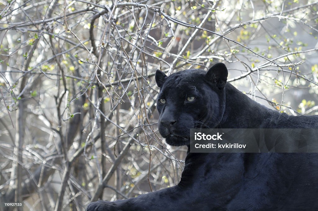 Leopardo negro - Foto de stock de Leopardo negro libre de derechos