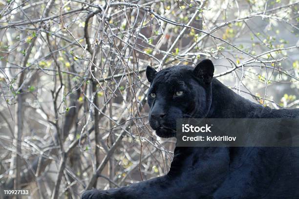 Leopardo Negro Foto de stock y más banco de imágenes de Leopardo negro - Leopardo negro, Aire libre, Animal