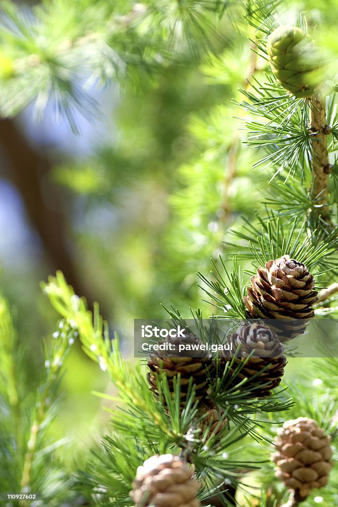 Pine pachołki - Zbiór zdjęć royalty-free (Bez ludzi)