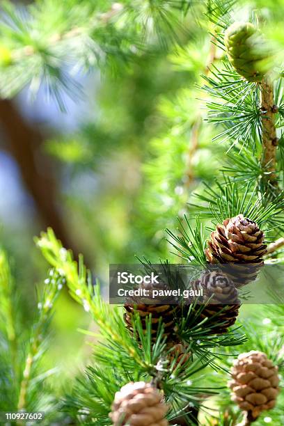 Pine Cones - Fotografias de stock e mais imagens de Ao Ar Livre - Ao Ar Livre, Cor verde, Cores