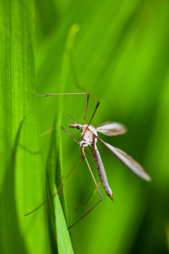 Mosquito sitting on blade of grass