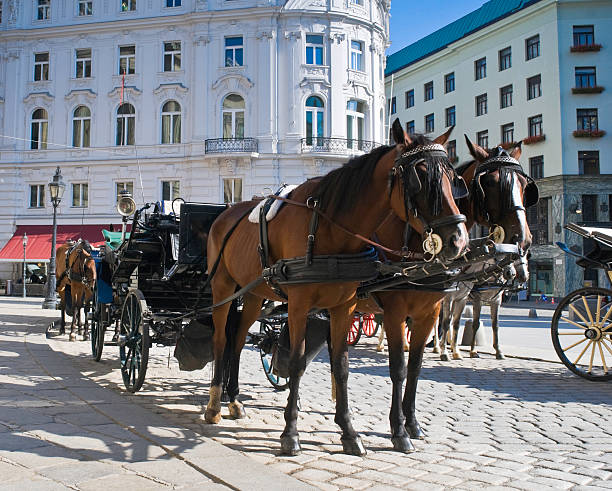 Handsome horses waiting to whisk tourists around the beautiful city of Vienna. Spanish Riding School built in 1735 as an extension to the Hofburg Palace complex (13th Century). ProPhoto profile for precise color reproduction.\n\n[b]See more great images in this series.[b/]\n\n[url=http://www.istockphoto.com/my_lightbox_contents.php?lightboxID=4632963][img]http://www.matthewleesdixon.co.uk/istock/vienna[/img][/url]\n
