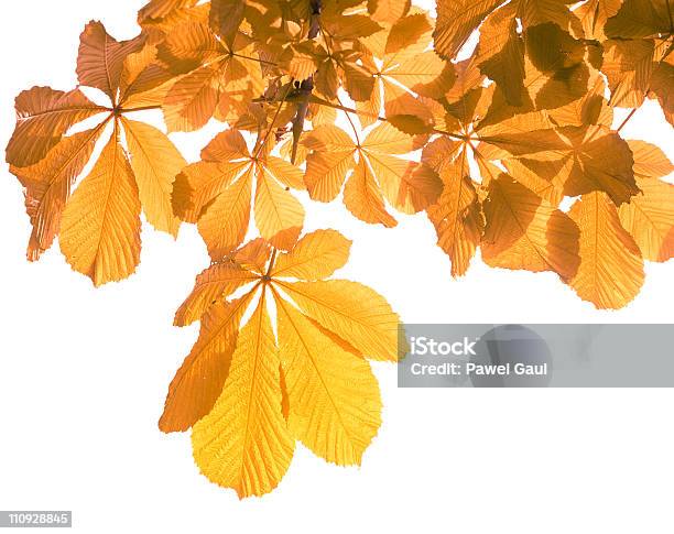 Folhas De Outono Em Branco - Fotografias de stock e mais imagens de Castanheiro - Árvore de folha caduca - Castanheiro - Árvore de folha caduca, Figura para recortar, Folha