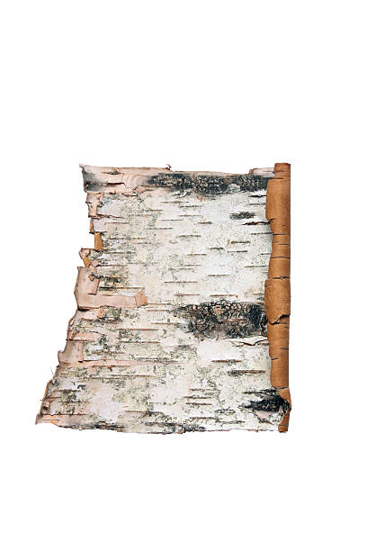 istock Bark Of The Birch 110930001