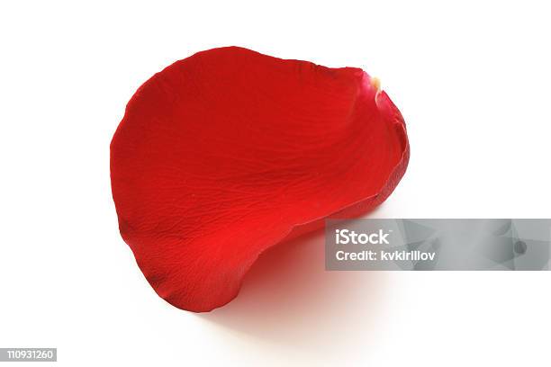Czerwony Rose Petal - zdjęcia stockowe i więcej obrazów Płatek róży - Płatek róży, Bez ludzi, Bliskie zbliżenie