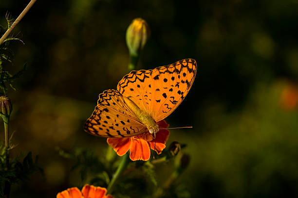 spotted orange butterfly stock photo