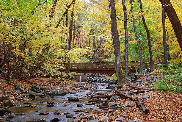 Autumn wood bridge Autumn forest with wood bridge over creek in yellow maple forest with trees and colorful foliage. the poconos stock pictures, royalty-free photos & images