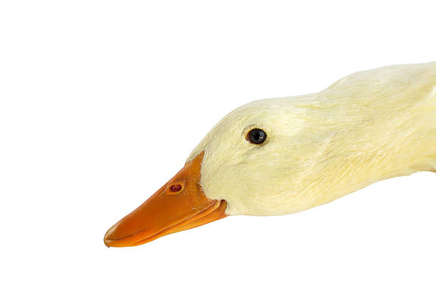 istock Profile of a duck's head on a white background 110935412