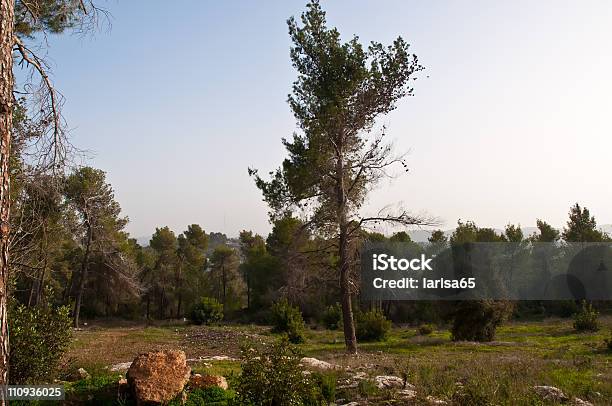 松の林ます - イスラエルのストックフォトや画像を多数ご用意 - イスラエル, エルサレム, カラー画像
