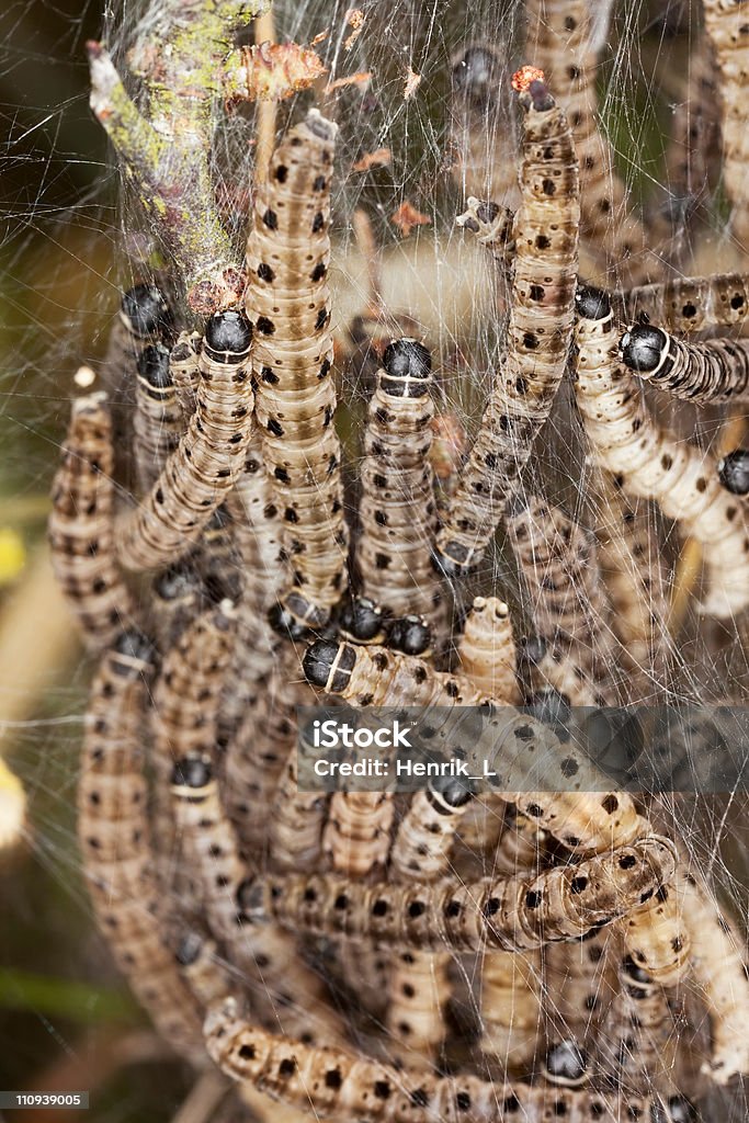 Foto di Macro di ermellino Falena lavae in comune web - Foto stock royalty-free di Ambientazione esterna