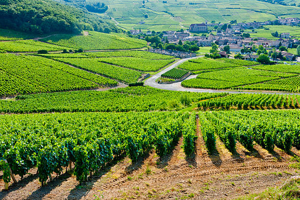 vineyards in Burgundy stock photo