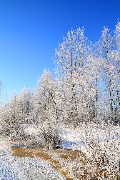 istock bushes in snow on coast river 110939485