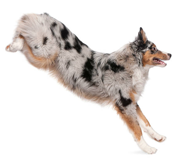 오스트레일리언셰퍼드 경견 뛰어내림, 7 개월, 흰색 배경. - australian shepherd 뉴스 사진 이미지