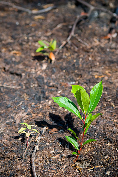 alberello nella foresta - 4814 foto e immagini stock