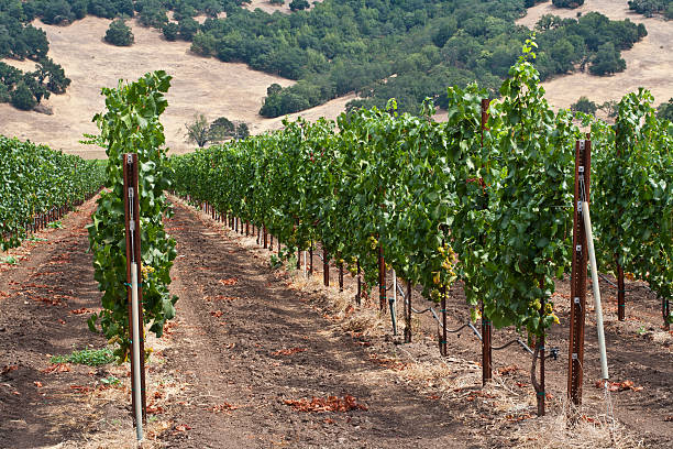 Tall Vines stock photo