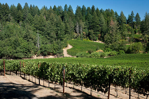 Mountain Top Vineyard stock photo