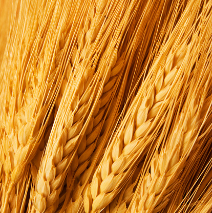 Close up of wheat nice detail background