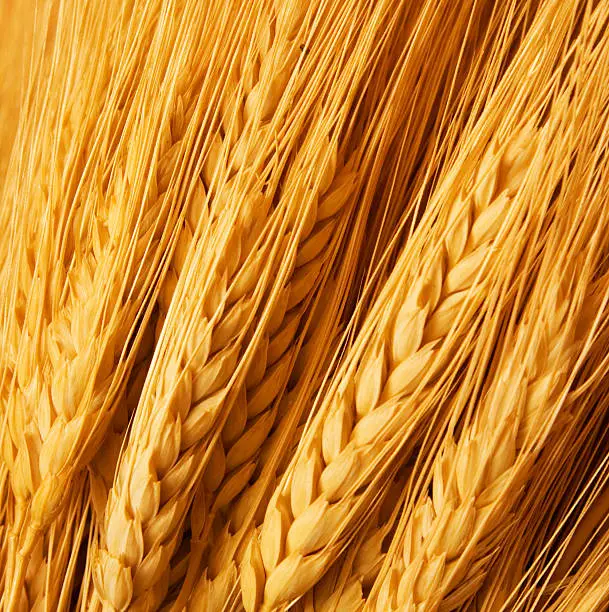 Photo of Several strands of golden wheat