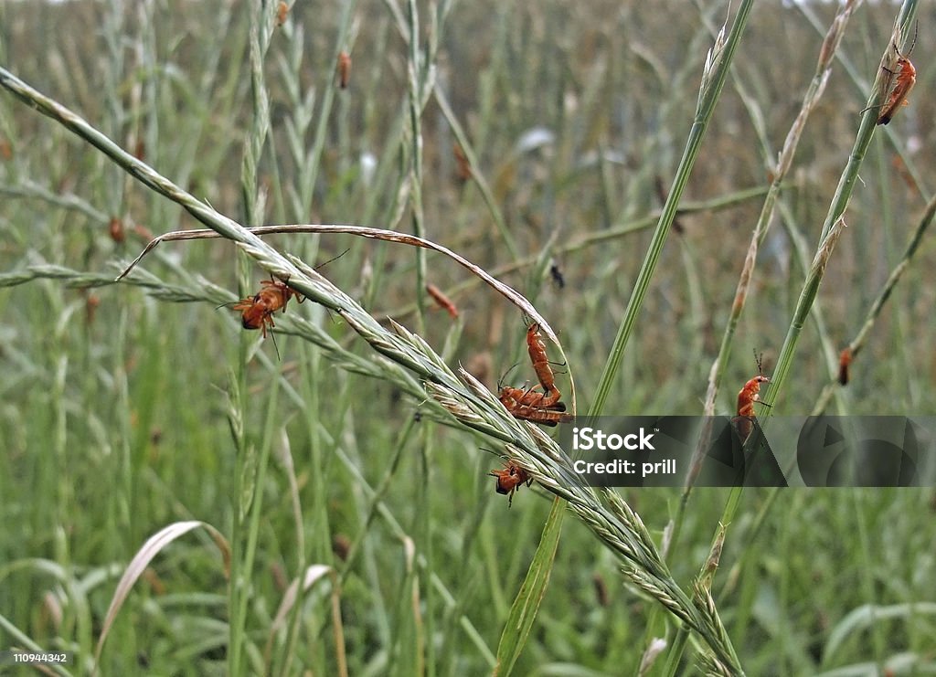 Beaucoup de soldier beetles - Photo de Animal invertébré libre de droits