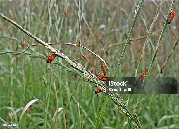 Photo libre de droit de Beaucoup De Soldier Beetles banque d'images et plus d'images libres de droit de Animal invertébré - Animal invertébré, Animaux nuisibles, Animaux à l'état sauvage