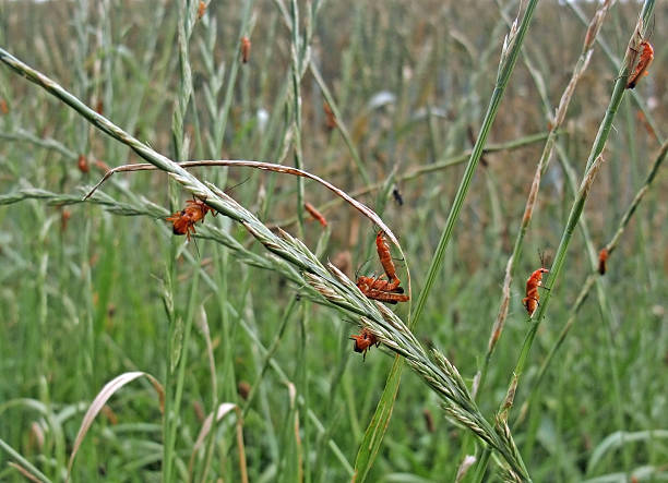 lots of soldier beetles lots of red soldier beetles sitting on long grass plants rhagonycha fulva stock pictures, royalty-free photos & images
