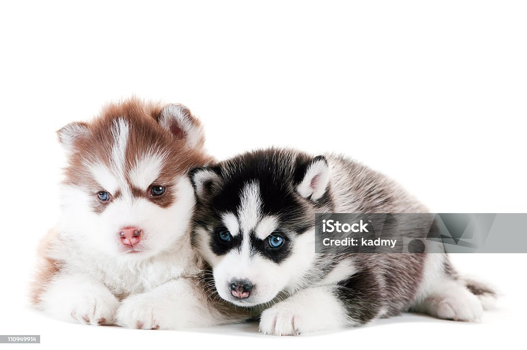 Dos husky siberiano cachorro aislado - Foto de stock de Abrigo libre de derechos
