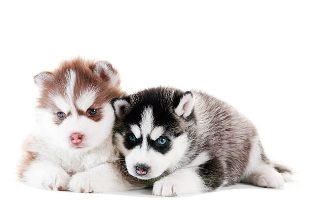 istock Two Siberian husky puppy isolated 110949914