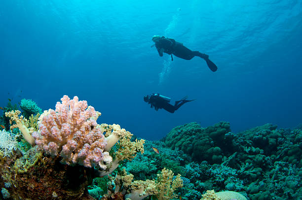 istock pink coral and scuba divers 110949992