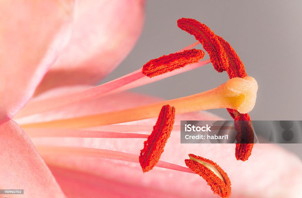 Macro of lily anthers and stigma.  Close-up Stock Photo