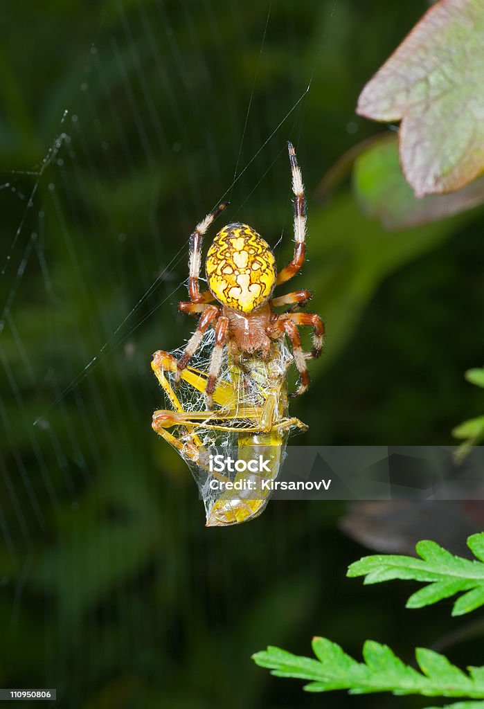 Araignée, Sauterelle - Photo de Animal invertébré libre de droits