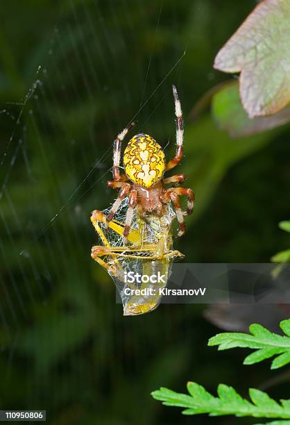 Photo libre de droit de Araignée Sauterelle banque d'images et plus d'images libres de droit de Animal invertébré - Animal invertébré, Animaux à l'état sauvage, Arachnide