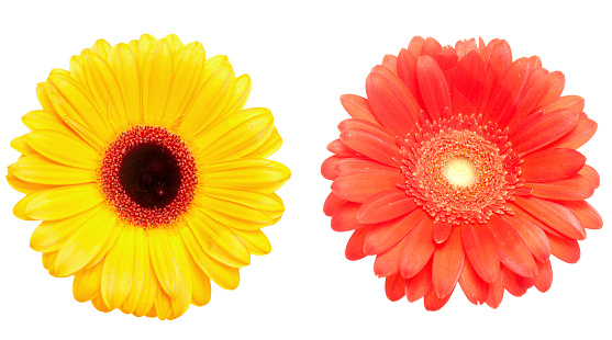 Closeup of an orange flower. Gazania