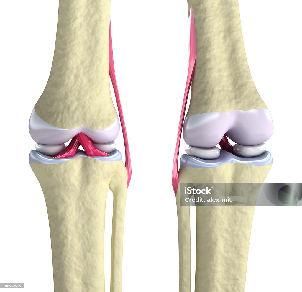 Коленного сустава с связки и подвернутые cartilages - Стоковые фото Сустав роялти-фри