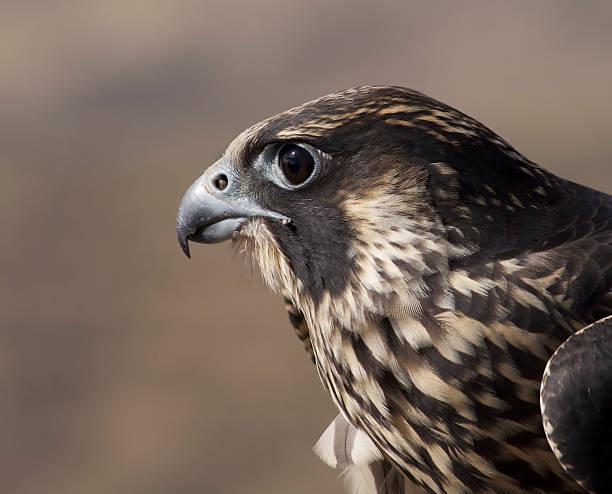 Peregrine Falcon stock photo