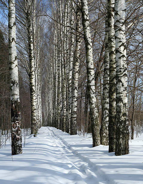 冬のパスのバーチアレイ - rural scene russia ski track footpath ストックフォトと画像