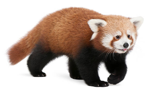 istock Young Red panda or Shining cat, white background. 110955025