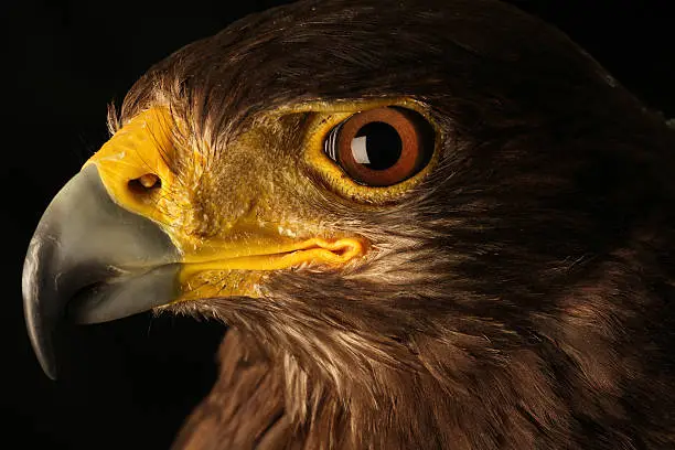 Photo of Eyes Eagle