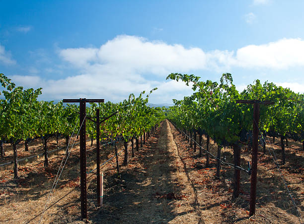 Vines Reaching stock photo
