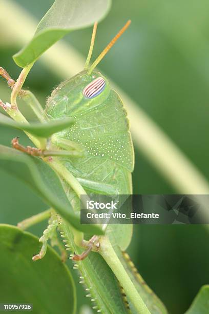 Heuschrecke Stockfoto und mehr Bilder von Extreme Nahaufnahme - Extreme Nahaufnahme, Farbbild, Fotografie